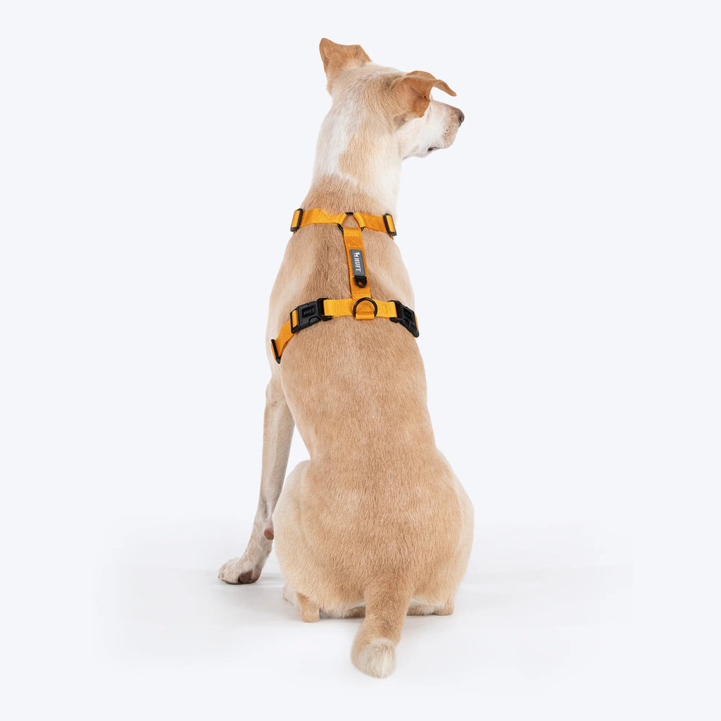 HUFT Basics Dog H Harness - Yellow & Blue