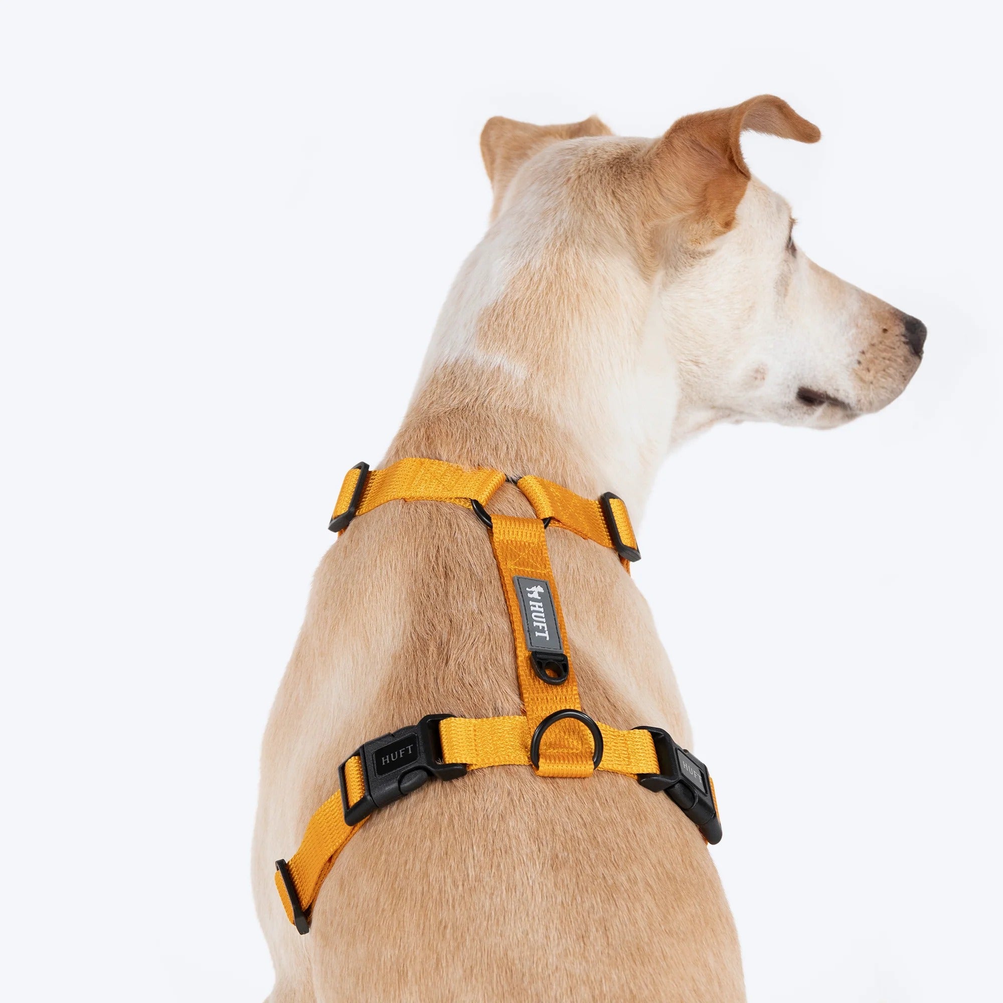 HUFT Basics Dog H Harness - Yellow & Blue